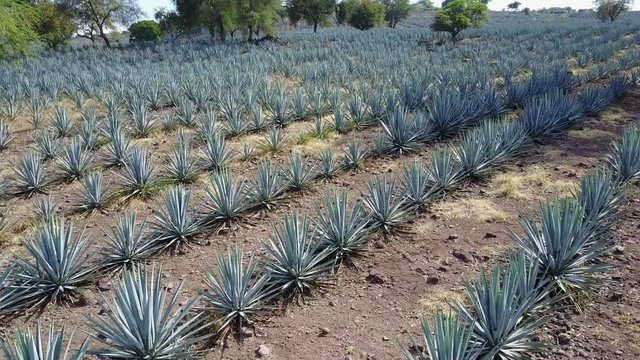 vista a&eacute;rea de plantaciones de agave azul, materia prima para la elaboraci&oacute;n de tequila, bebida alcoh&oacute;lica tradicional de M&eacute;xico