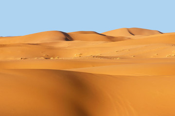 landscape of golden sand dune in sahara desert 	
