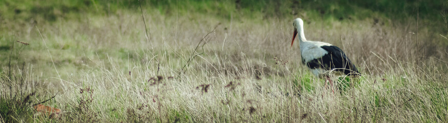 stork on the field