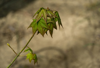 Graceful young leaves of maple Acer mono. Delicate maple twig on blurred beige background. Spring nature concept for any design with place for your text. Soft selective focus