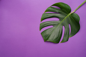 Monstera leaf on a purple background. Floristics. Minimal concept. Copyspace