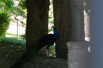 Peacock in the shade