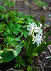 White flower blooms. Spring. Awakening of nature. Photo near. Several inflorescences.
