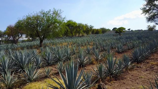 vista a&eacute;rea de plantaciones de agave azul, materia prima para la elaboraci&oacute;n de tequila, bebida alcoh&oacute;lica tradicional de M&eacute;xico