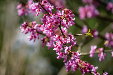 Purple spring blossom of Eastern Redbud, or Eastern Redbud Cercis canadensis in sunny day. Close-up of Judas tree pink flowers. Selective focus. Nature concept for design. Place for your text