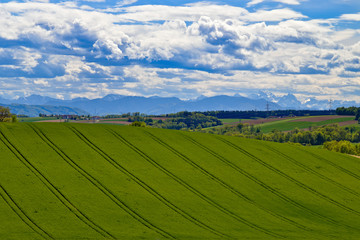 green field and blue sky