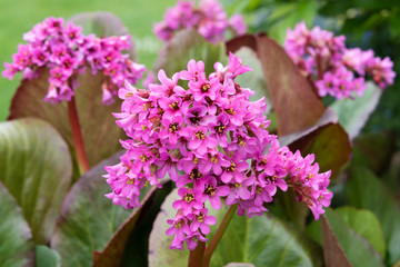 BERGENIA 'Morgenröte'