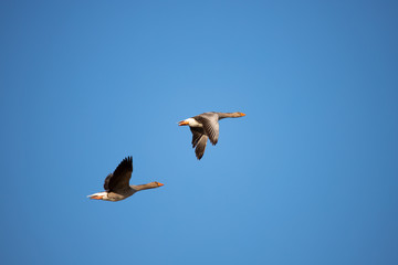 Greylag Goose (Anser anser)- gęś gęgawa w locie.