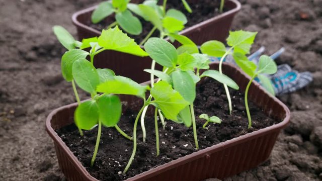Seedlings of cucumber seeds in box outdoor tracikng shot