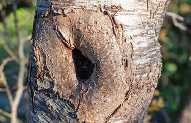 the bark of simulated cracks on the priest