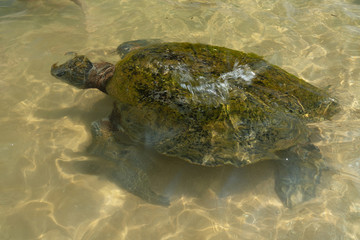 Turtle swimming in the water, Sri Lanka