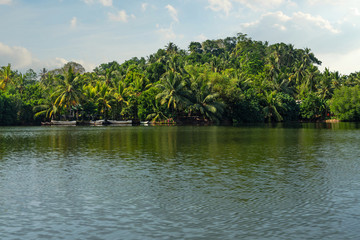 Green palms lake landscape, Sri Lanka, Mangrove trees, Koggala lake