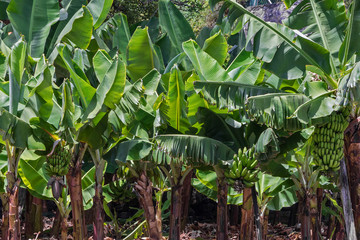 Green banana trees with fruits, fruit garden