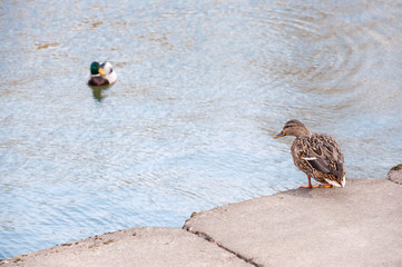 Mallard ducks steam in a city lake. The female sits on the edge of the concrete parapet and looks at the water, while the drake swims in the water of the pond and watches the female.
