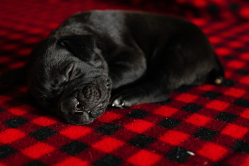 One cute little black Italian cane Corso puppy is sleeping .