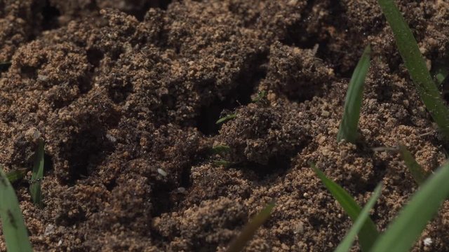 Time lapse de hormigas en su habitat