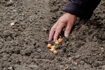 A woman manually puts onions on the ground together, as a concept of maintaining organic products. Planting a garden, waiting for the harvest