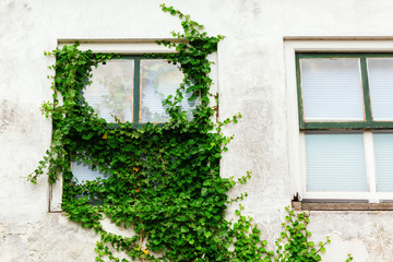 Fototapeta na wymiar ivy clad window at an old house