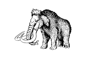 Naklejka na ściany i meble Graphical sketch of mammoth isolated on white background, vector illustration