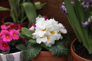 Primrose flowers close up. Seedlings in the store