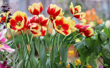 red and yellow flowers tulips close up
