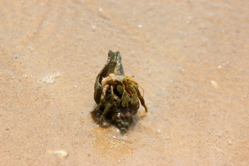 Hermit crab on the beach