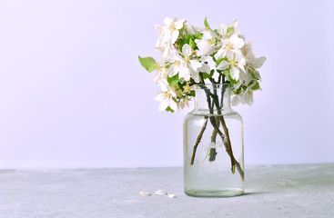 Branches of a blossoming apple tree in a glass jar