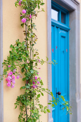 climbing rose beside a turquoise house door