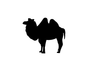 Camel Silhouette On White Background