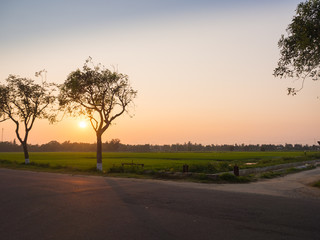 Fototapeta na wymiar Beautiful sunset over a rice fields, with a tree next to a road in hoian city in Vietnam