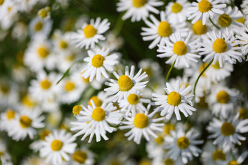 Fototapeta premium カモミールの花畑