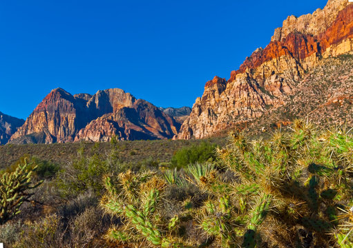 Aztec Sandstone of The Red Rock Escarpment and Cholla Cactus, Red Rock NCA, Las Vegas, Nevada, USA