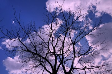Cloudy sky with tree branches silhouette