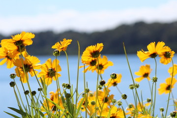 field of yellow flowers in Llanquihue Lake, Chile