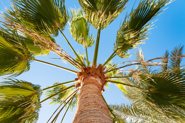 Palm tree with green leaves. Bottom view against the blue sky