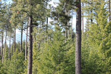 Fototapeta premium Trees in The Forest
