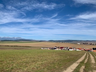 rural landscape with cows