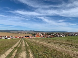 landscape with cows