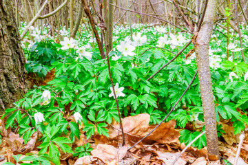 Blooming of white flowers Anemone in the forest