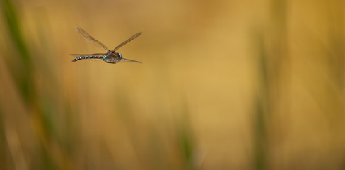 Dragonfly in macro
