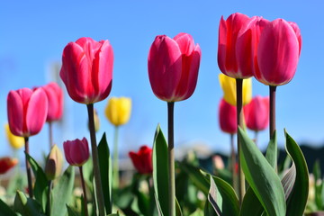 Pink roses in a flower field in Holland during the summer with yellow tulips in the background in front of a blue sky background