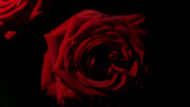 Red rose composition, with water drops  for edit and experiments
