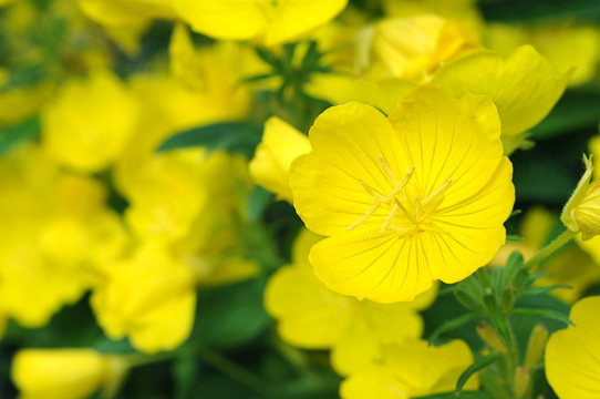 yellow primrose