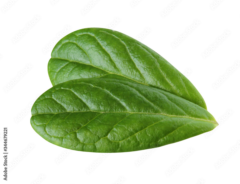 Canvas Prints lingonberry leaf isolated on white background with clipping path.