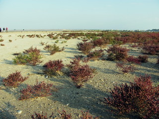Salicornia europaea at the bottom of the former lake