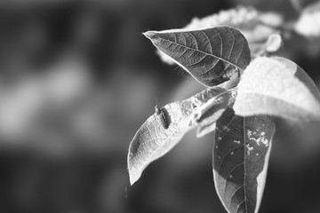 water drops on a flower
