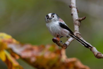 Long-tailed tit (Aegithalos caudatus) sitting on a branch in the autumn forest. Wildlife scene from nature. Cute songbird with soft background. Czech Republic