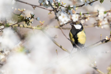 Great tit (Parus major) perched in a white colorful bush. Spring scene from the nature. Wild songbird singing in a bloomed bush. Czech Republic