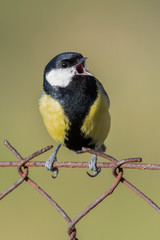 Great tit (Parus major) perched on a railing. Wild songbird singing with soft green background. Czech Republic