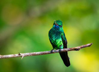A Blue-chinned Sapphire hummingbird perching on a branch looking at the camera.